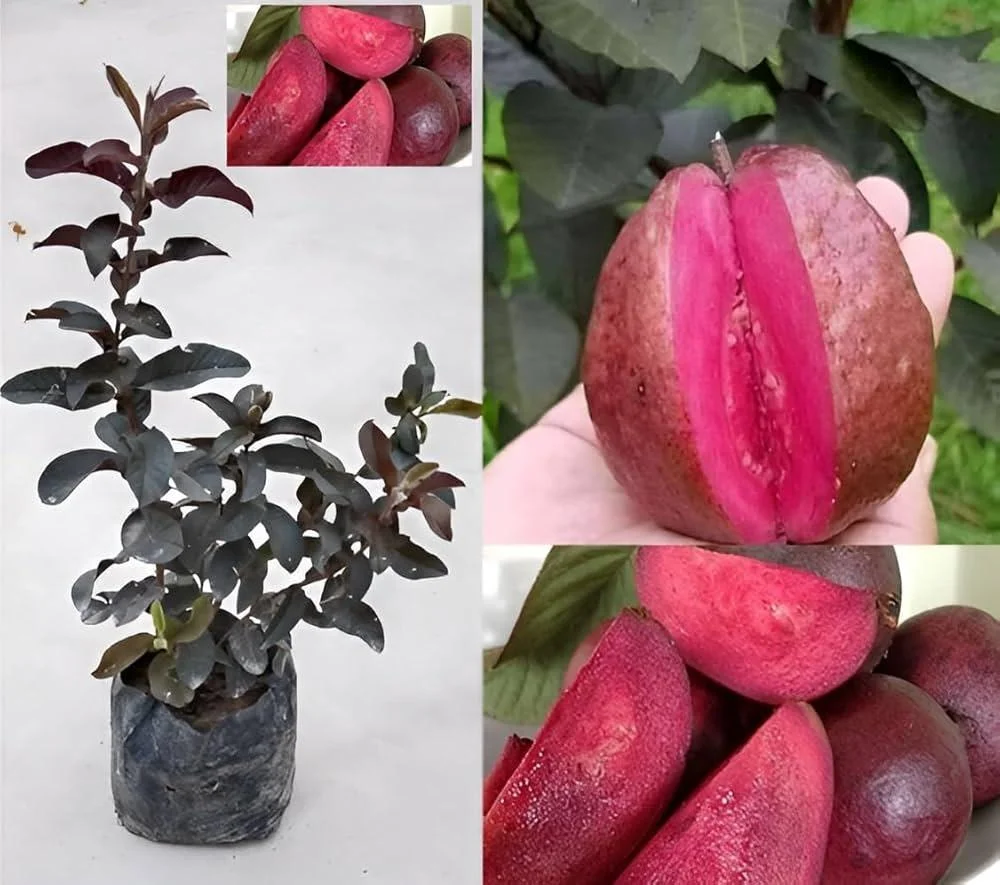Beetroot Guava Plants